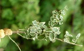 Maybe you would like to learn more about one of these? Euonymus Crown Gall Cooperative Extension Insect Pests Ticks And Plant Diseases University Of Maine Cooperative Extension