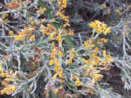 Image result for Geigeria schinzii