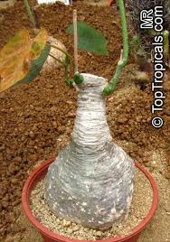 Image result for Adenia