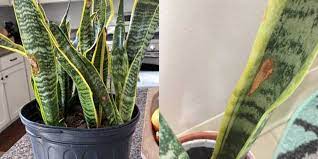 Some of the major ones are What Causes Brown Spots On Snake Plant And How To Fix It Garden For Indoor