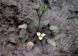 Image result for Erlangea remifolia