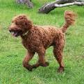 Labradoodle Puppies For Sale - Labradoodles | Greenfield ...