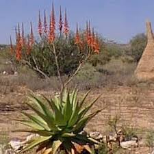 Image result for Aloe littoralis