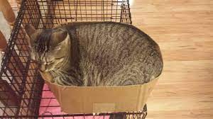 Fat cat in small box isolated. Fat Kitty In A Small Box Album On Imgur