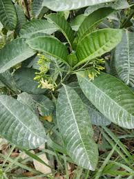Image result for Tabernaemontana penduliflora