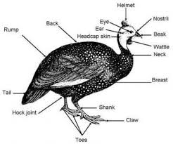 We did not find results for: Guinea Fowl Animal Food Sciences
