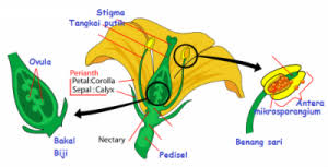 Dasar bunga (receptalce) merupakan bagian bawah bunga yang terletak di atas tangkai bunga. Pengertian Bunga Lengkap Struktur Dan Contoh Www Sridianti Com