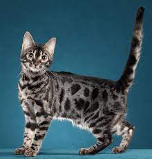 Perlu diketahui calon pemilik mengenai kucing bengal. Daftar Harga Kucing Bengal Terbaru Mei 2021