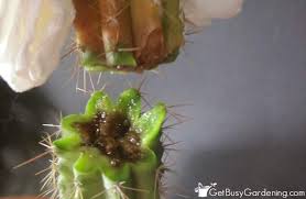 Learn how to get rid of spines, peel off the skin, and. How To Save A Rotting Cactus Plant Get Busy Gardening