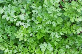 Check spelling or type a new query. Petroselinum Crispum Parsley