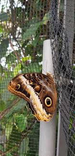 Doch in der tropenhalle des botanischen gartens sorgen schmetterlinge für frühlingsgefühle. Schmetterlinge Im Botanischen Garten Augsburg Bayerisch Schwaben Blog