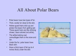 Polar Bears Facts For Kids Google Search Polar Bear Facts Bear Facts For Kids Facts For Kids
