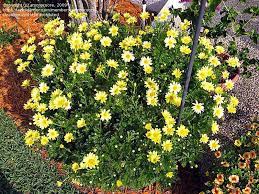 Full Size Picture Of Marguerite Daisy Summer Daisy Cobbity Daisy Paris Daisy Butterfly Argyranthemum Plants Garden Daisy