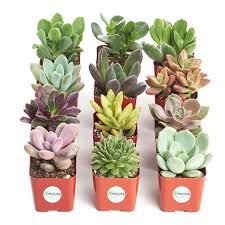 Another good thing about this organic cactus and succulent soil mix is that it is already ph balanced. 15 Last Minute Valentine S Day Gifts You Can Buy On Amazon In 2021 Succulents Planting Succulents Plants