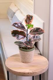 Image result for Ficus
