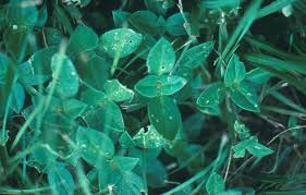 Image result for Whitfieldia brazzae