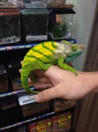 O'shaughnessyho chameleon má geografické rozpětí asi 18 000 kilometrů čtverečních (6 950 čtverečních mil) po celé jihovýchodní části centrální vysočiny madagaskaru. Parsonii And Oshaughnessyi Chameleon Forums