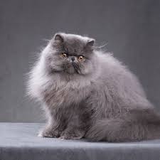 9 Flat Face Cat Breeds To Steal Your Heart Catspurfection
