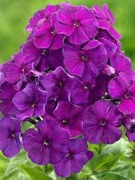 Pin On Jardinage