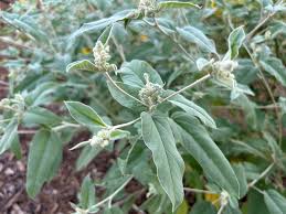 Image result for Croton longipedicellatus