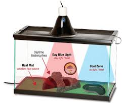 How To Create A Proper Day Night Cycle In Your Terrarium The zoo med bearded dragon lamp combo pack is an essential tool for providing a lizard's heat, uvb and basking needs in its habitat.