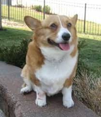 They are up to date with shots and deworming! Adopt Chloe On Petfinder Corgi Pembroke Welsh Corgi Pembroke Welsh