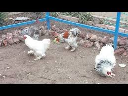 Australorp Canli Yayin 2020 Hayvan