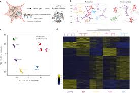 Landscape Of Ribosome Engaged Transcript Isoforms Reveals