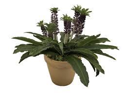 We did not find results for: 21 New Blooming Potted Plants For Trouble Free Greenhouse Production Greenhouse Grower