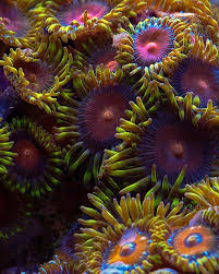 Identifying Zoanthids Cflas