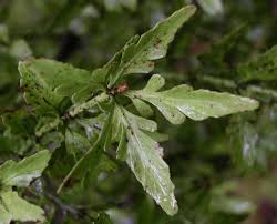 Image result for Phyllocladus