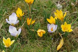 Image result for Pycreus chrysanthus