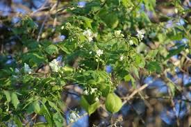 Image result for Cardiospermum grandiflorum