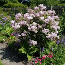 Image result for Deutzia x hybrida ′Mont Rose