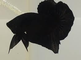 Скачивай и слушай black power black betty и spiderbait black betty на zvooq.online! On Sale Betta Male Halfmoon Plakat Super Black Betta Betta Fish Betta Breeding