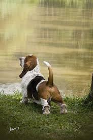 Canil Pan Clan Basset Hound Basset Hound Puppy Basset Hound Dog Bassett Hound