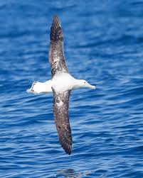 While the wandering albatross may not be the largest bird on this list by weight, it is known for having the largest wingspan of any living bird. 9 Largest Flying Birds In The World Largest Org