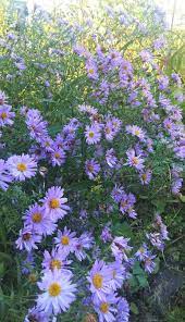 Michaelmas Daisy Outside Plants Plants Uk Daisy Art