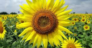 Normele anuale de venit agricole 2019 ! Metodologii De Calcul Pentru Veniturile Din ActivitÄÅ£i Agricole Si Reducerea Impozitului Pe Venit