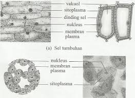 Berbeda dengan gerak refleks, gerak. Nota Biologi Tingkatan 4 Struktur Dan Organisasi Sel Mohd Afri