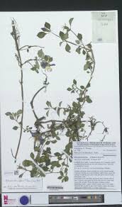 Image result for Heterotis decumbens