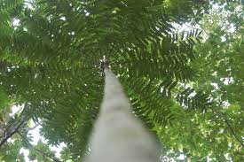 How to recognize the tongkat ali plant. Pokok Tongkat Ali Hairyputra Flickr