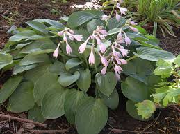 Hosta second wind is very nice green sport of whirlwind. Second Wind Hosta K K Gardens