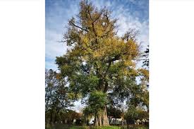 Avec 9,60 m de circonférence, il s'agit du plus gros des arbres de la forêt de brocéliande. Pourquoi Le Plus Bel Arbre De L Annee Est Susceptible D Etre Dans La Marne France News Live