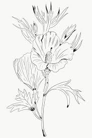 Download Premium Png Of Hand Drawn Lilac Hibiscus Flower Transparent Png In 2020 Hibiscus Drawing Hibiscus Hibiscus Flowers