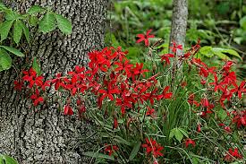 Image result for Silene