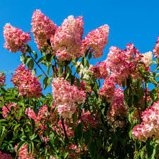 Image result for hydrangea paniculata vanille fraise