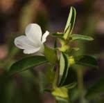 Image result for Barleria calophylloides