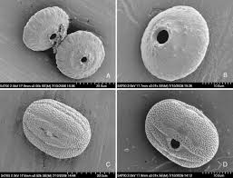 Image result for Isoglossa multinervis