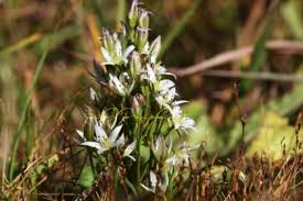 Image result for Swertia welwitschii